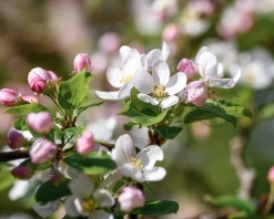 Malus domestica 'Elstar' - mini