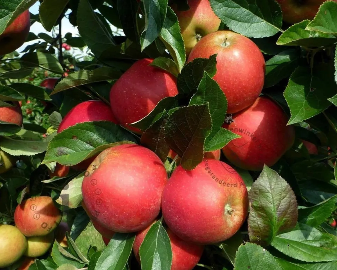 Malus domestica 'Elstar' - mini
