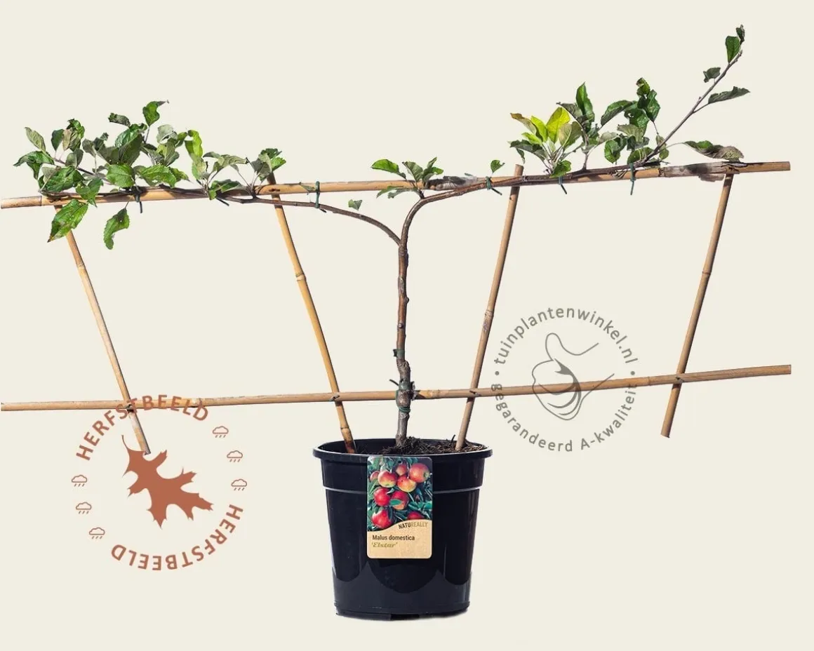 Malus domestica 'Elstar' - Step-over two-way