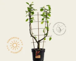 Malus domestica 'Elstar' - U-vorm
