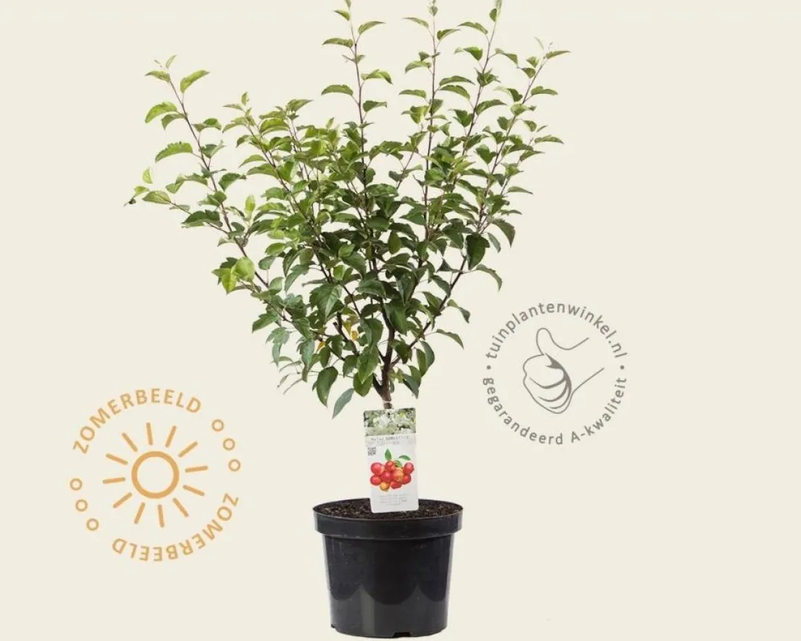 Malus domestica 'Evereste' - struik