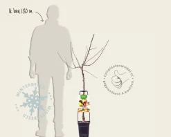 Malus domestica 'Familieboom'