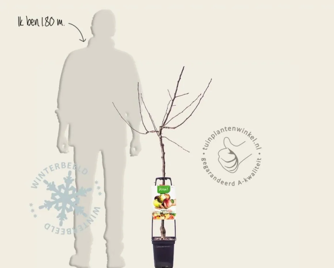 Malus domestica 'Familieboom'