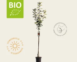 Malus domestica 'Gala' - BIO halfstam
