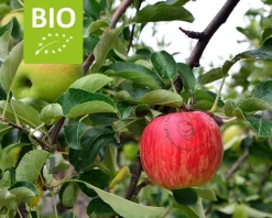 Malus domestica 'Gala' - BIO laagstam