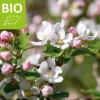 Malus domestica 'Gala' - BIO mini