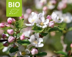 Malus domestica 'Gala' - BIO mini