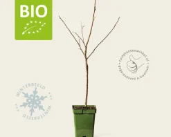 Malus domestica 'Gala' - BIO mini