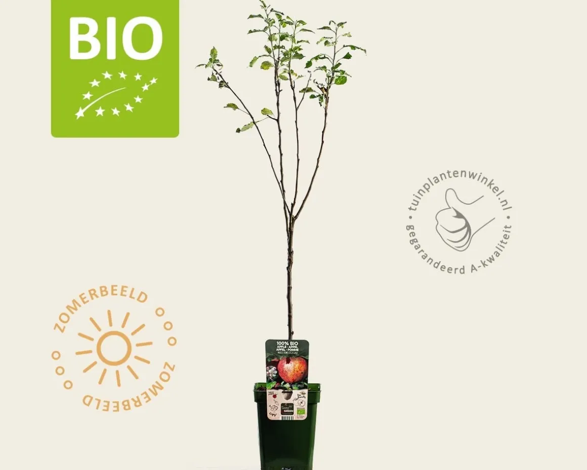 Malus domestica 'Gala' - BIO mini
