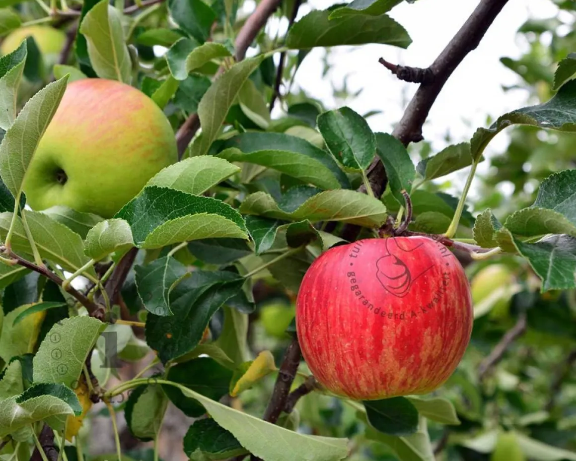 Malus domestica 'Gala' - halfstam