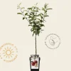 Malus domestica 'Gala' - mini