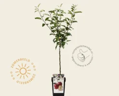 Malus domestica 'Gala' - mini