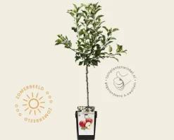 Malus domestica 'Galina' - mini