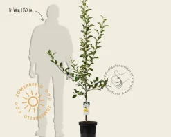 Malus domestica 'Golden Delicious' - laagstam