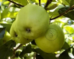 Malus domestica 'Golden Delicious' - laagstam