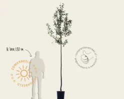 Malus domestica 'Golden Delicious' - hoogstam