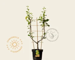 Malus domestica 'Golden Delicious' - U-vorm