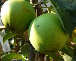 Malus domestica 'Golden Delicious' - U-vorm