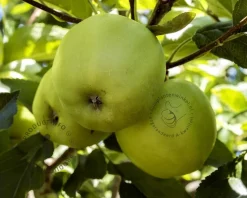 Malus domestica 'Golden Delicious' - lei-vorm