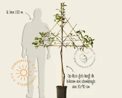 Malus domestica 'Golden Delicious' - lei-vorm