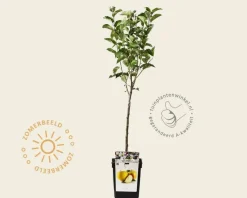 Malus domestica 'Golden Delicious' - mini