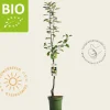 Malus domestica 'Golden Delicious' - BIO laagstam