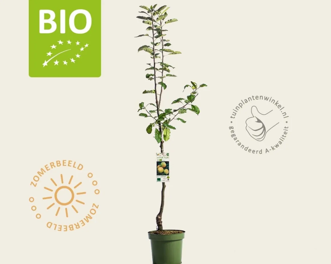 Malus domestica 'Golden Delicious' - BIO laagstam