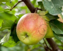 Malus domestica 'Golden Pearmain' - halfstam