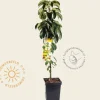 Malus domestica 'Gold Sensation' - zuilvorm