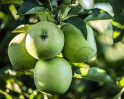 Malus domestica 'Granny Smith' - halfstam