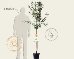 Malus domestica 'Granny Smith' - halfstam