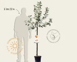 Malus domestica 'Gravenstein' - halfstam