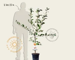 Malus domestica 'Gravenstein' - laagstam