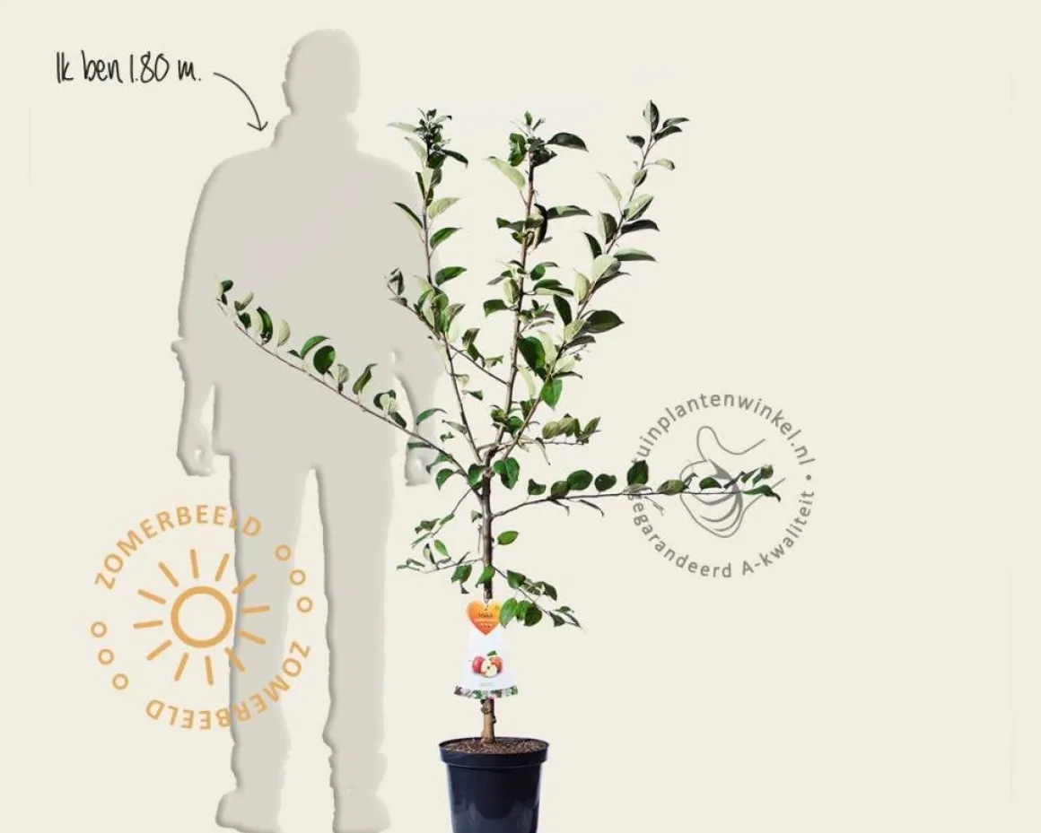 Malus domestica 'Gravenstein' - laagstam