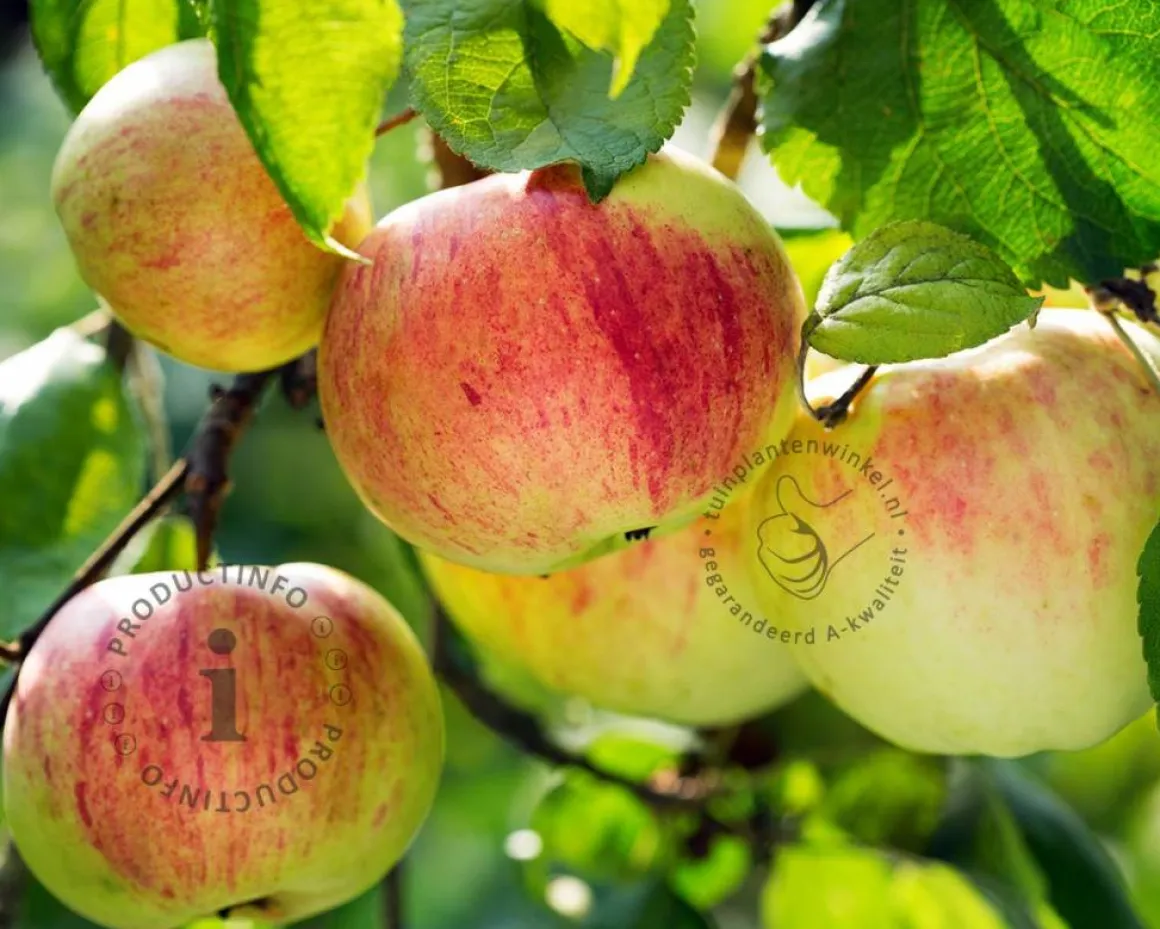 Malus domestica 'Gravenstein' - laagstam