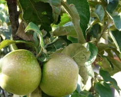 Malus domestica 'Green Sensation' - zuilvorm