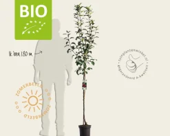 Malus domestica 'Ida Red' - BIO halfstam