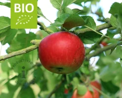 Malus domestica 'Ida Red' - BIO laagstam