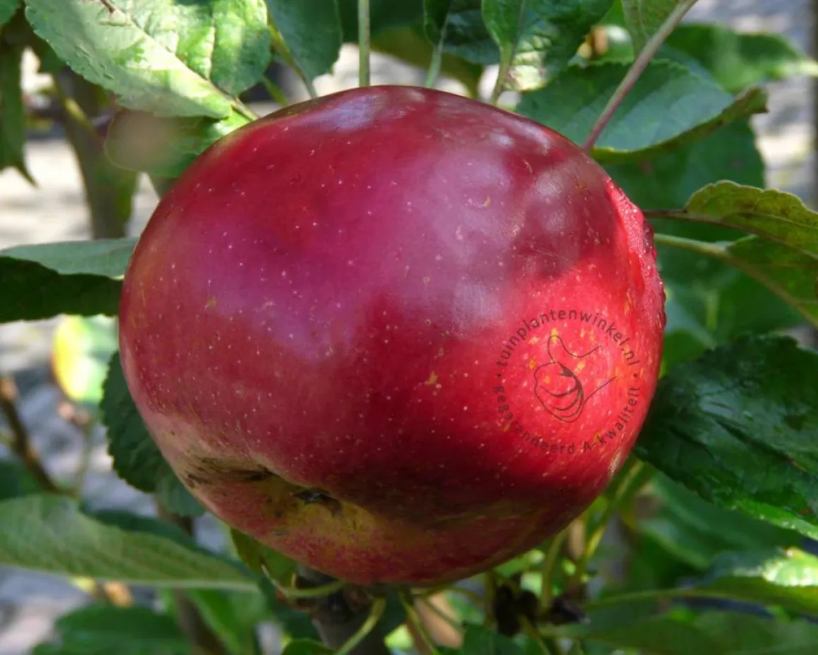 Malus domestica 'Ida Red' - halfstam