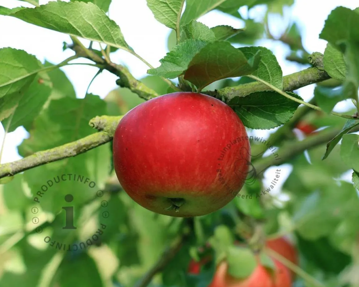 Malus domestica 'Ida Red' - halfstam