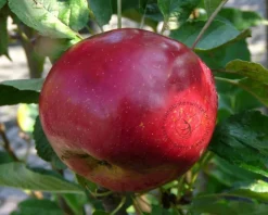 Malus domestica 'Ida Red' - hoogstam