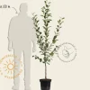 Malus domestica 'Ida Red' - laagstam