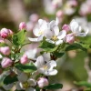 Malus domestica 'Ingrid Marie' - laagstam