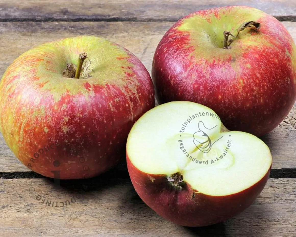 Malus domestica 'Ingrid Marie' - laagstam