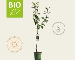 Malus domestica 'Ingrid Marie' - BIO laagstam