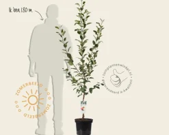 Malus domestica 'James Grieve' - laagstam