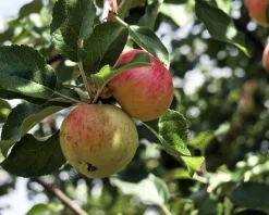 Malus domestica 'James Grieve' - mini