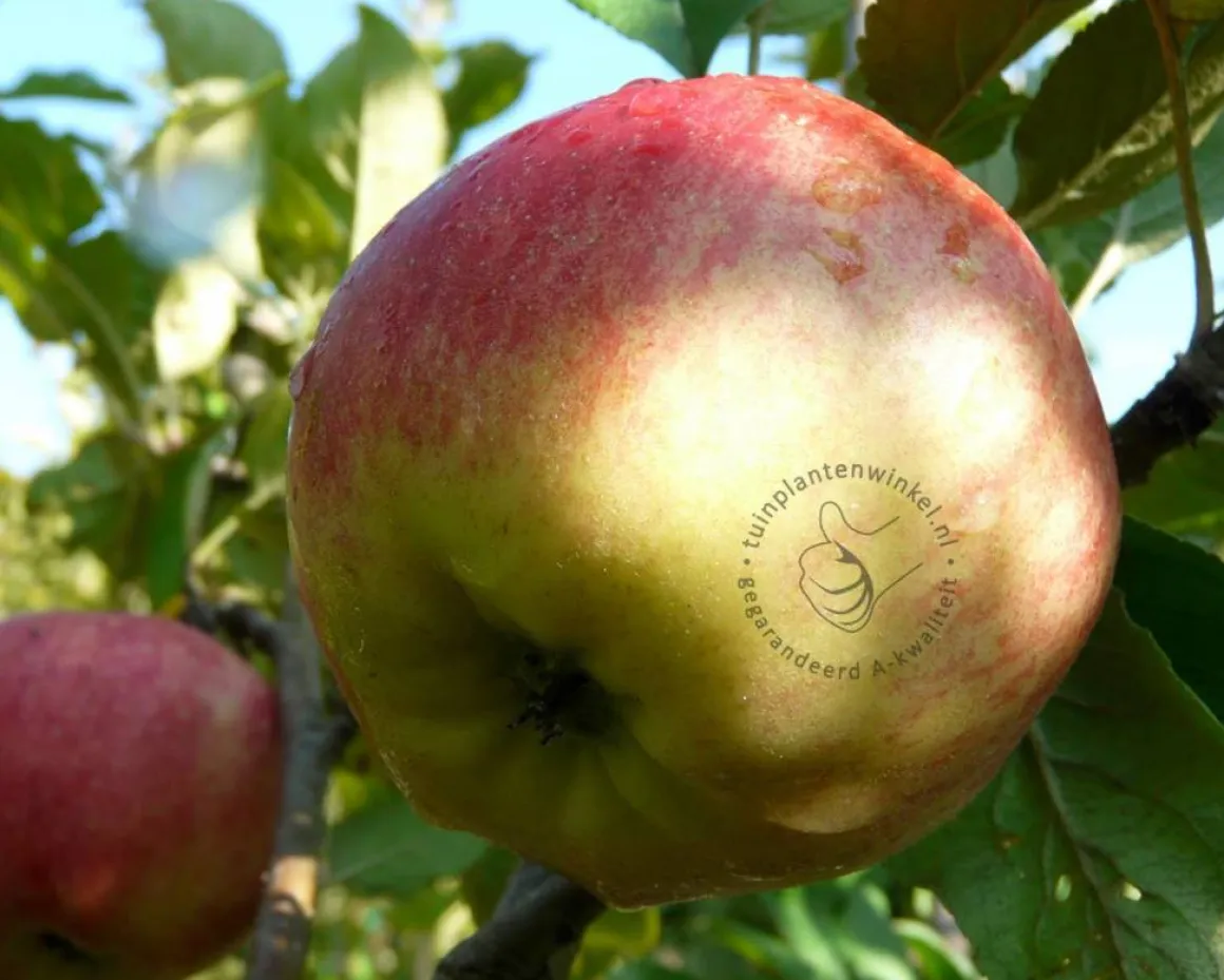 Malus domestica 'James Grieve' - halfstam