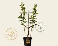Malus domestica 'James Grieve' - U-vorm
