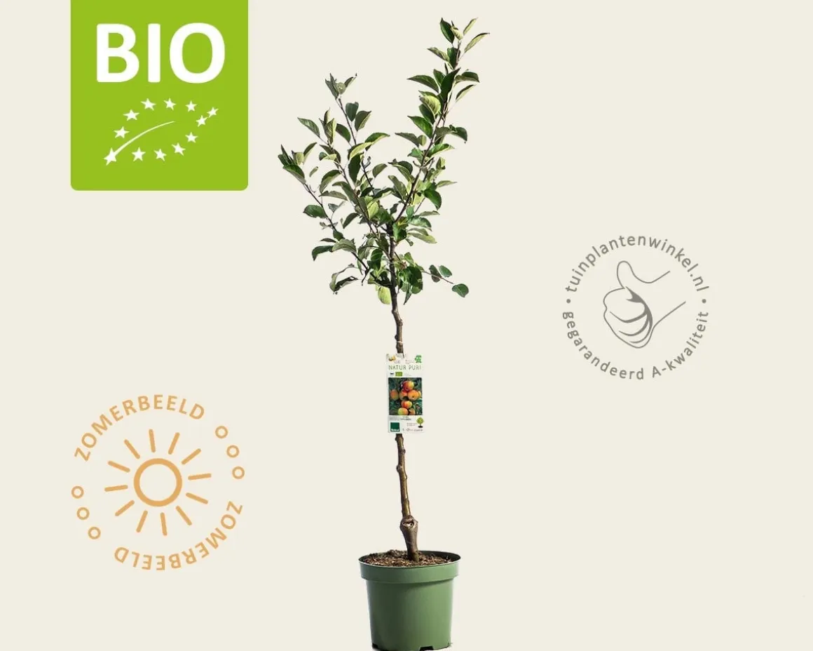 Malus domestica 'James Grieve' - BIO laagstam
